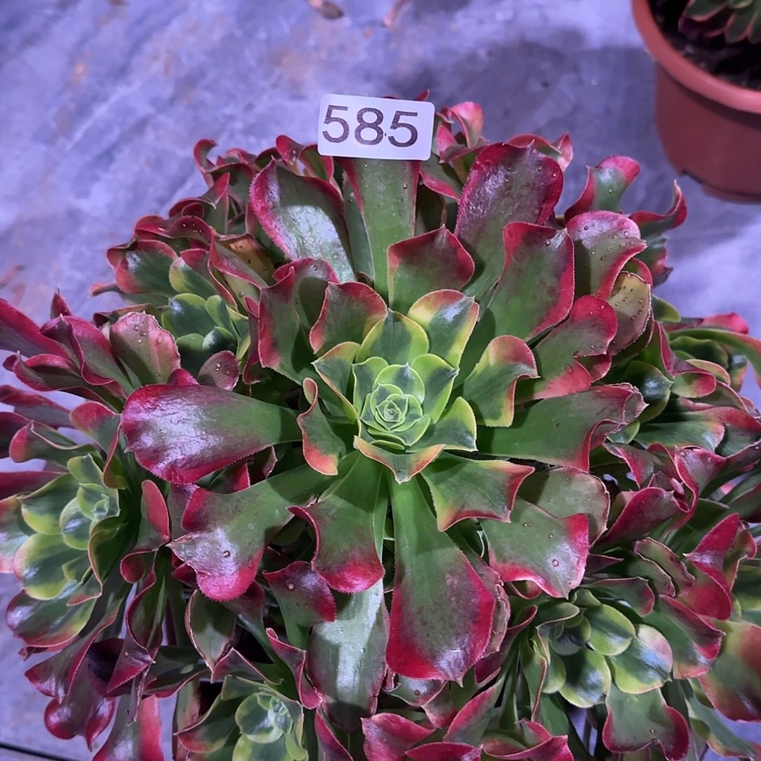 多肉植物法师特斯拉585