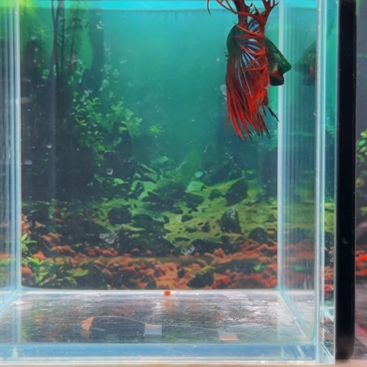 斗鱼哈哈我们一起来