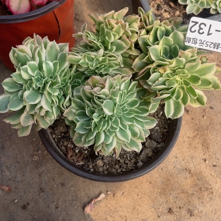 132绿豆沙缀12345678