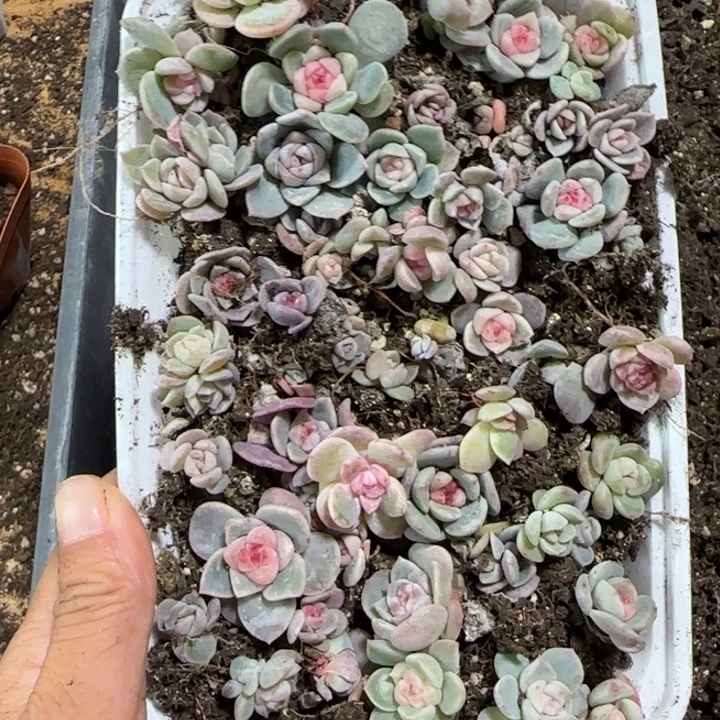 101王者系列多肉一盒