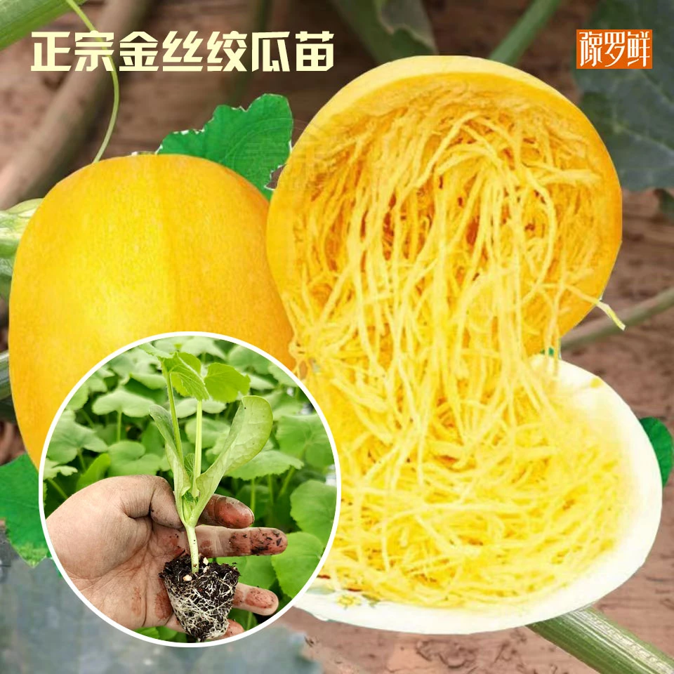 正宗金丝绞瓜苗金丝瓜种苗崇明瓜秧苗搅瓜苗拉丝南瓜抗病性好