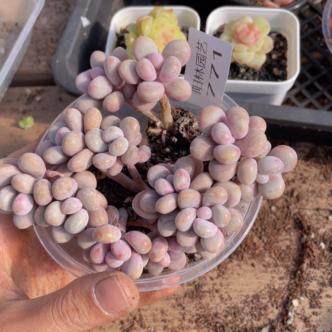 多肉植物多肉植物771