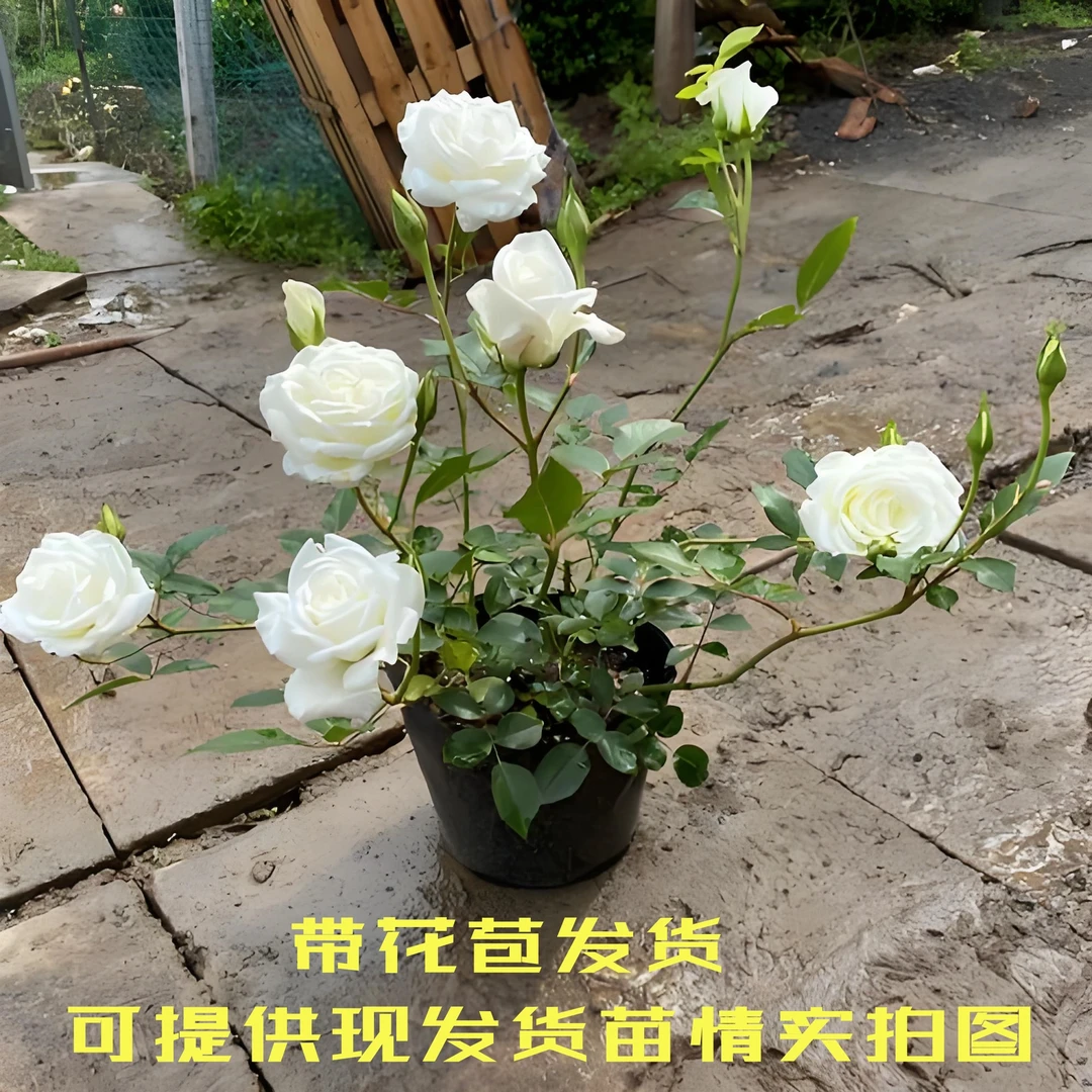 【带花发货】藤本白月季花苗藤冰山阳台庭院多季开花爬藤蔷薇玫瑰