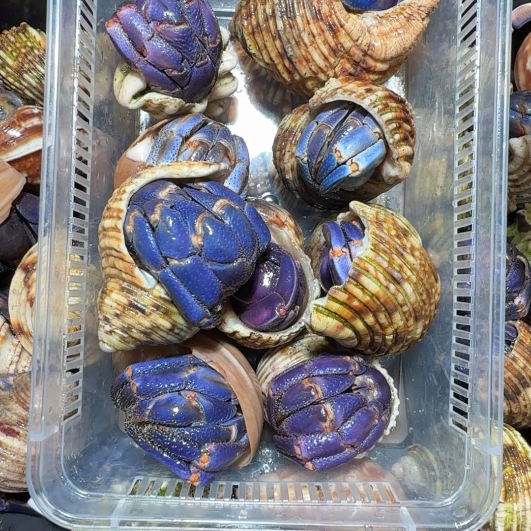 直播间挑选紫陆链接