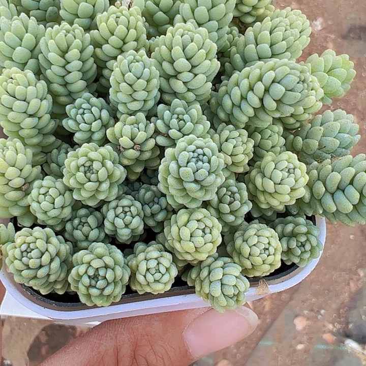 姬星美人多肉19包邮