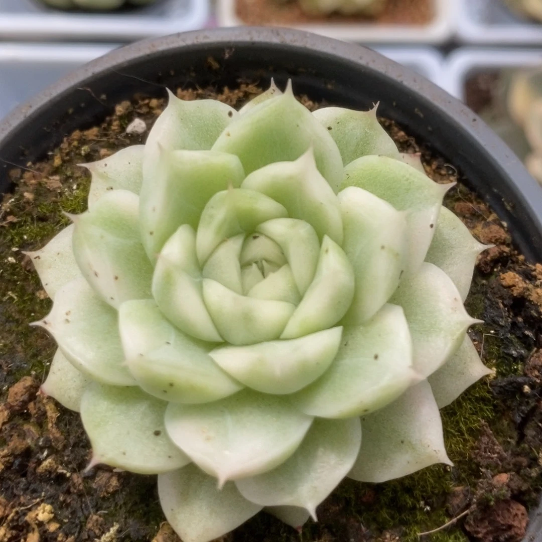 306白瓷麦秆锦锦锦锦锦锦