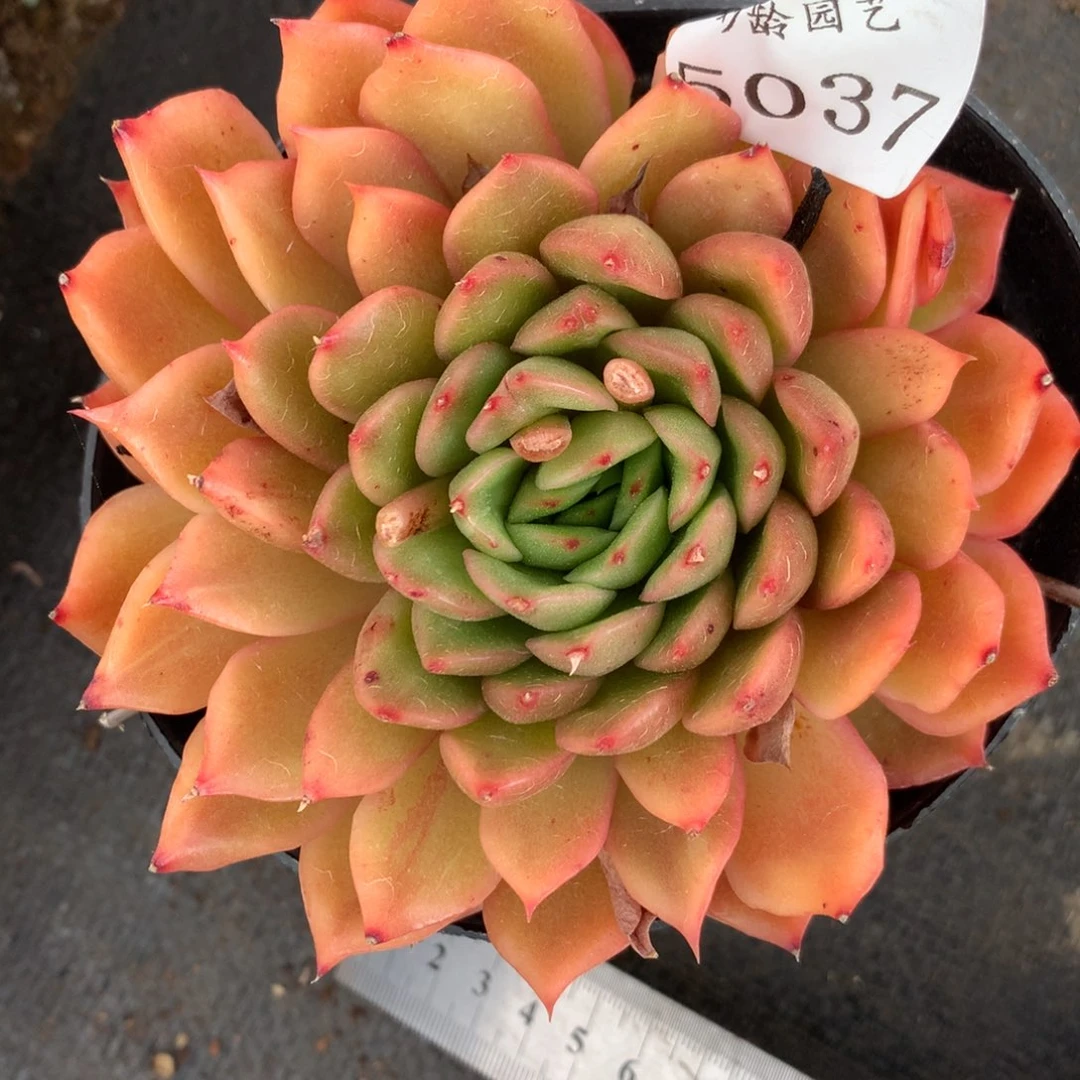 5037杂交精品基地10厘米