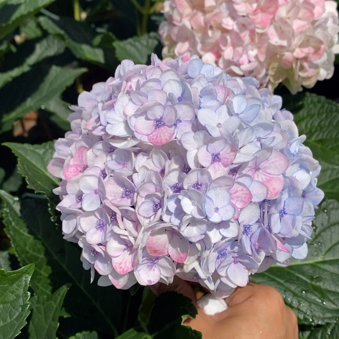 34号绣球/有色差介意勿拍/3单冷链包邮/偏远补运费发德邦空运