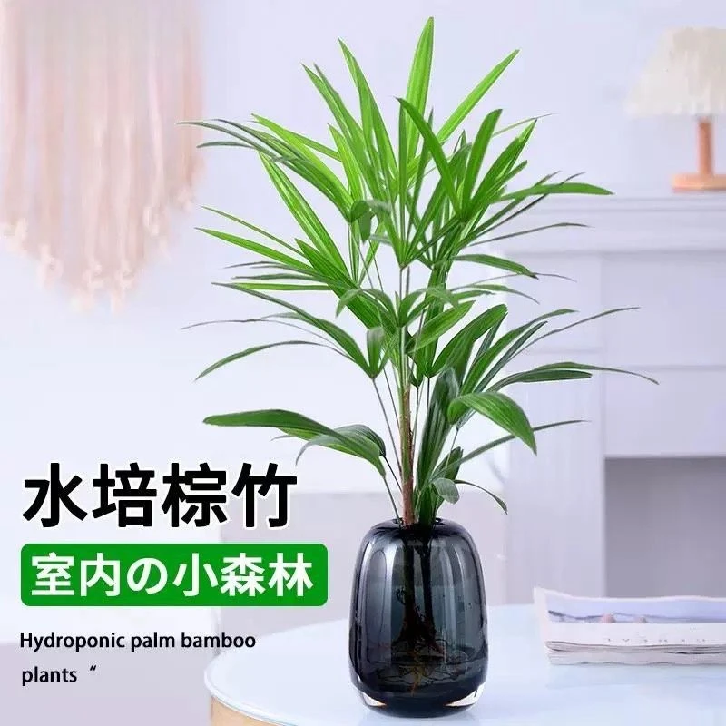 水培棕竹盆栽室内观叶绿植耐阴好养四季常绿招财竹