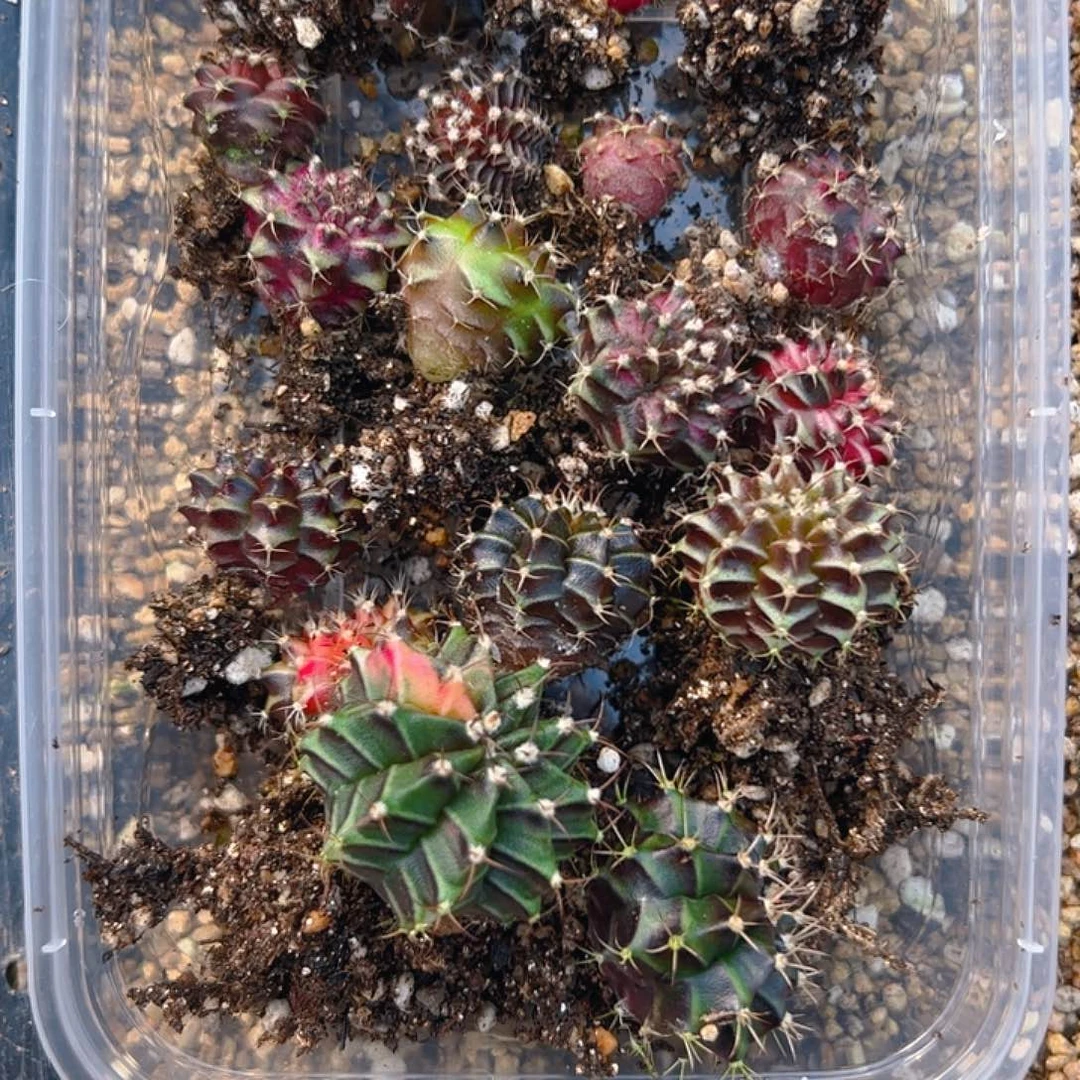 用***5当前无花栽培后可以开花