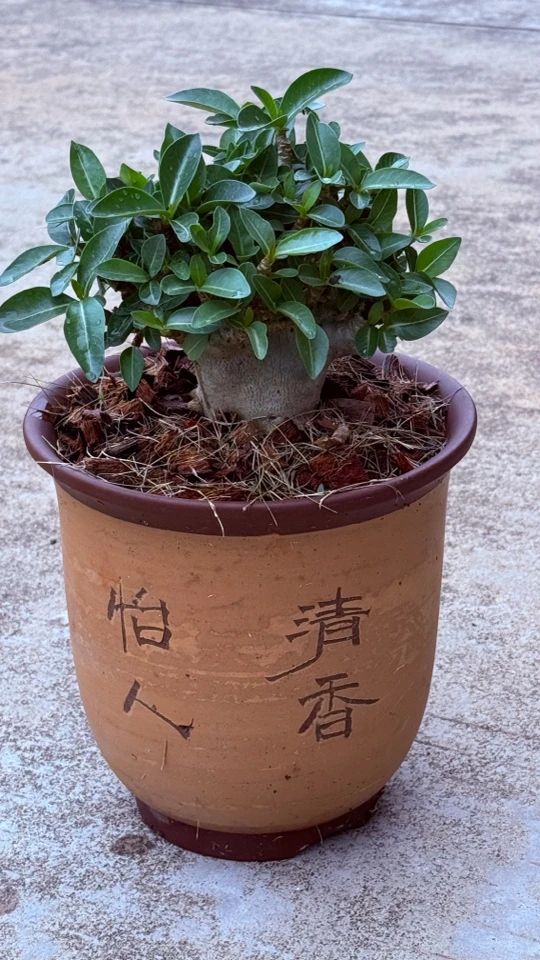 泰国索科毛毛虫沙漠玫瑰