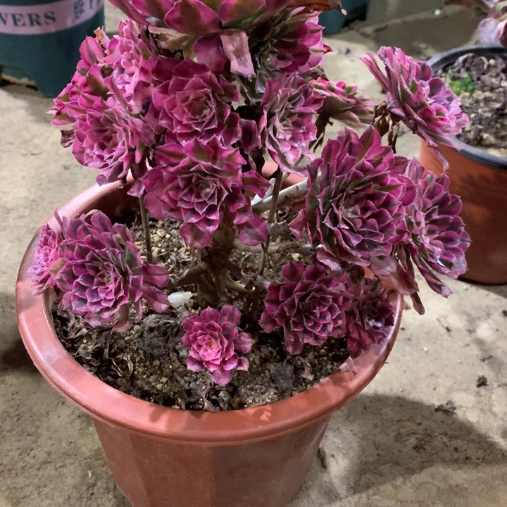 098红铜白多肉植物特价