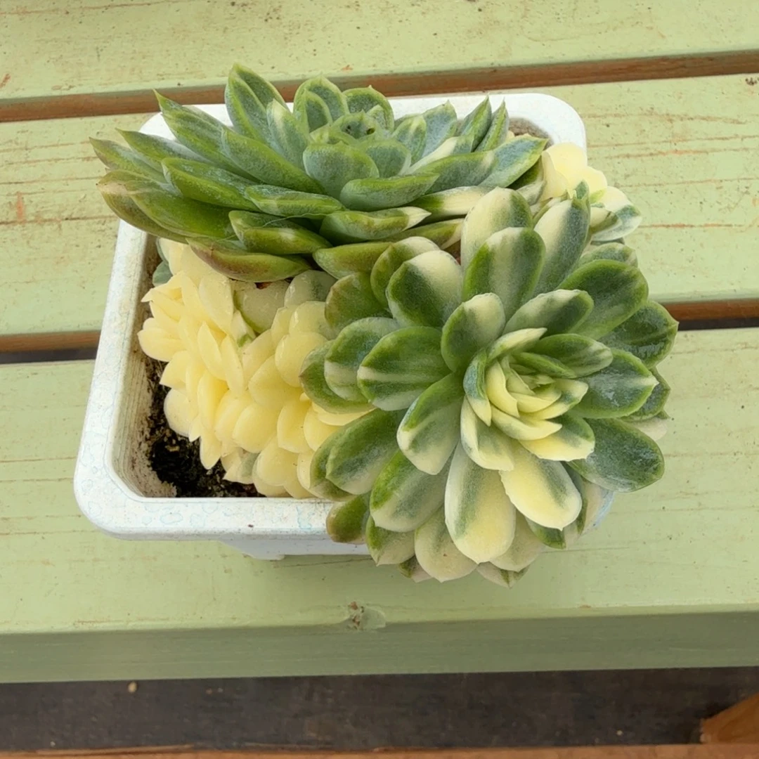 冰梅锦群锦上园艺一物一拍