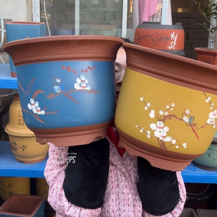 27黄+蓝点菜金钟花盆花盆