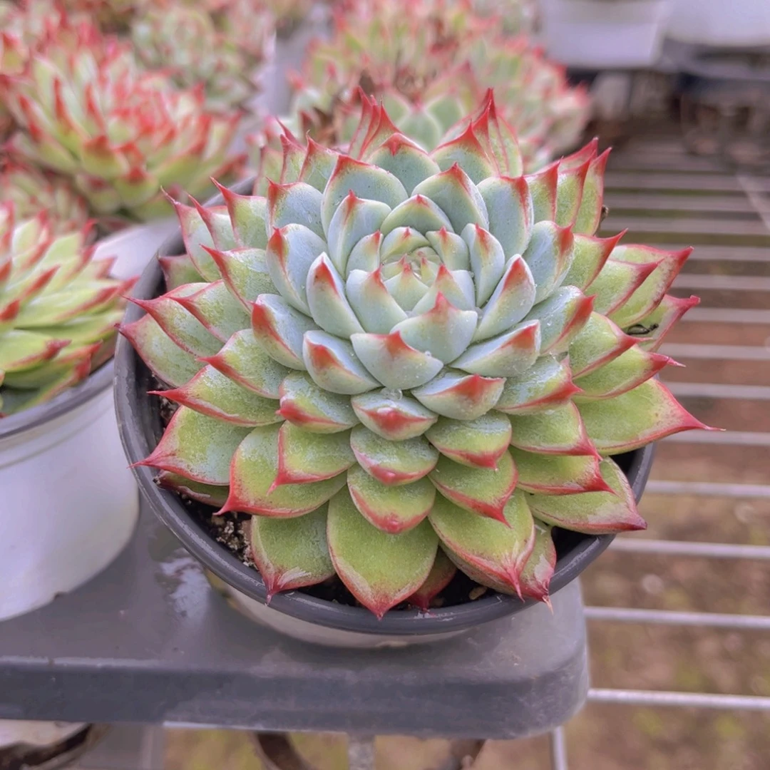 桃夭仙子10公分999999999