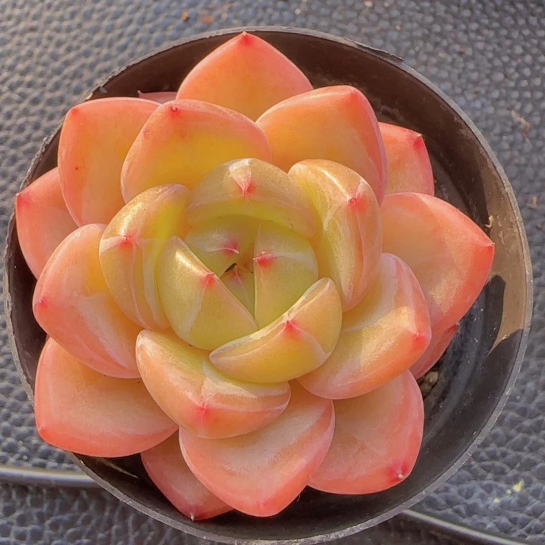 慢***u多肉精控一物一拍