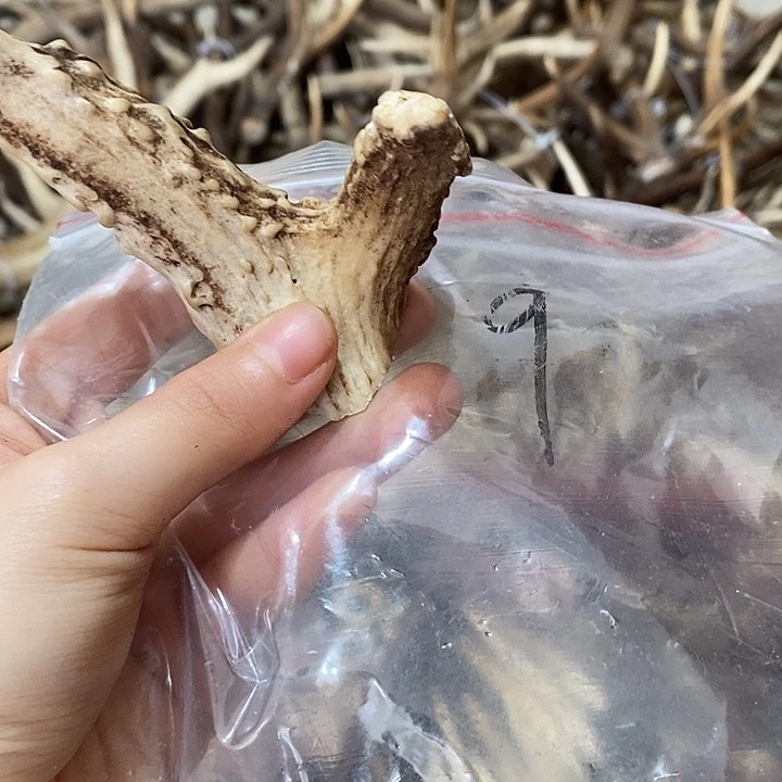 无非金属鹿角鹿角