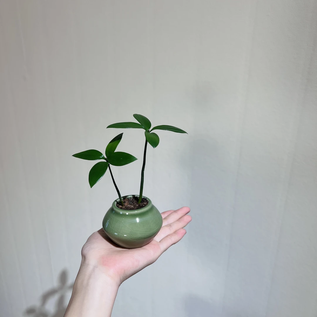 幸运竹柏室内好养茶桌书桌绿植