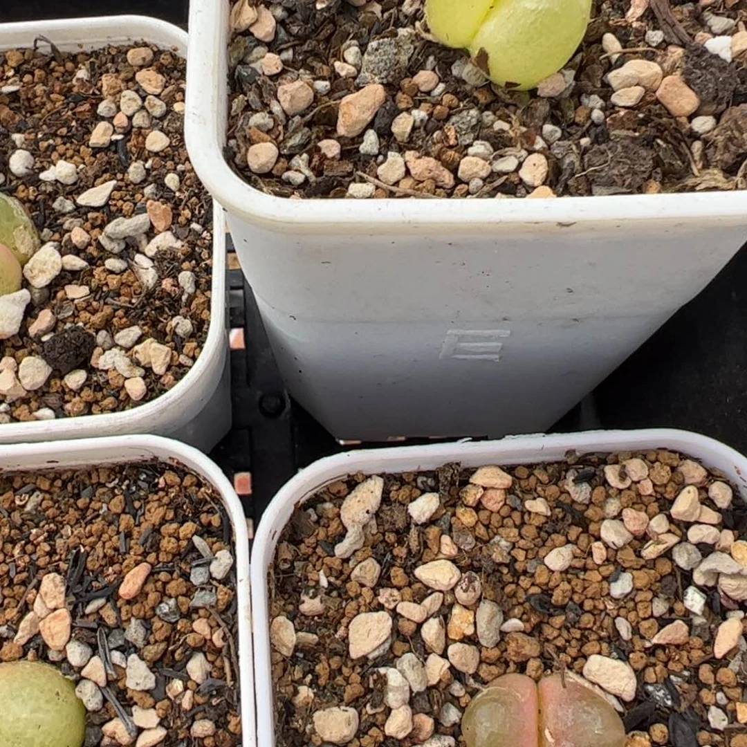 522多肉植物保护