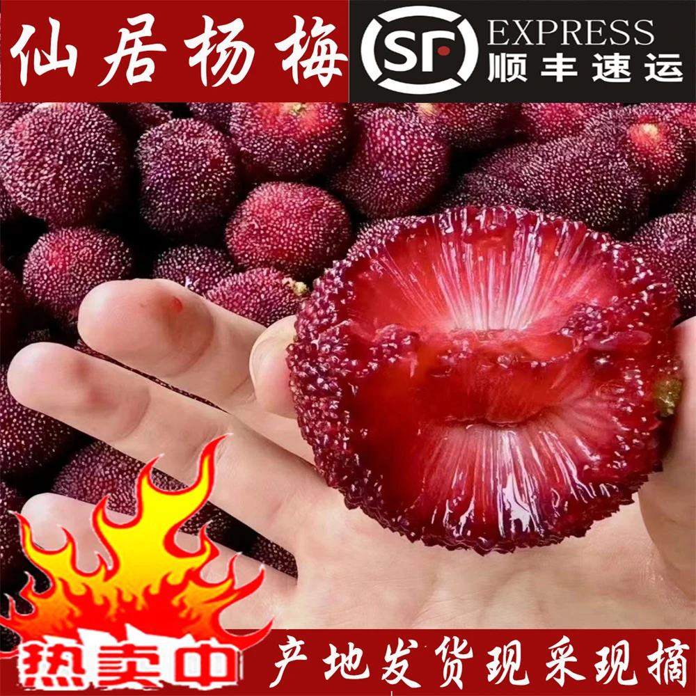 【买一送二】福利款正宗仙居杨梅东魁杨梅颗粒装新鲜总共60颗