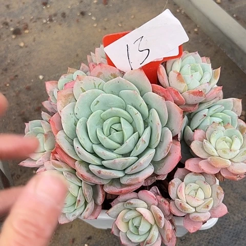 ****j13恋曲带盆一个多肉