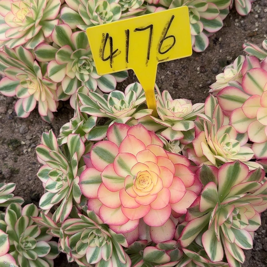 4176---多头多肉植物倾城