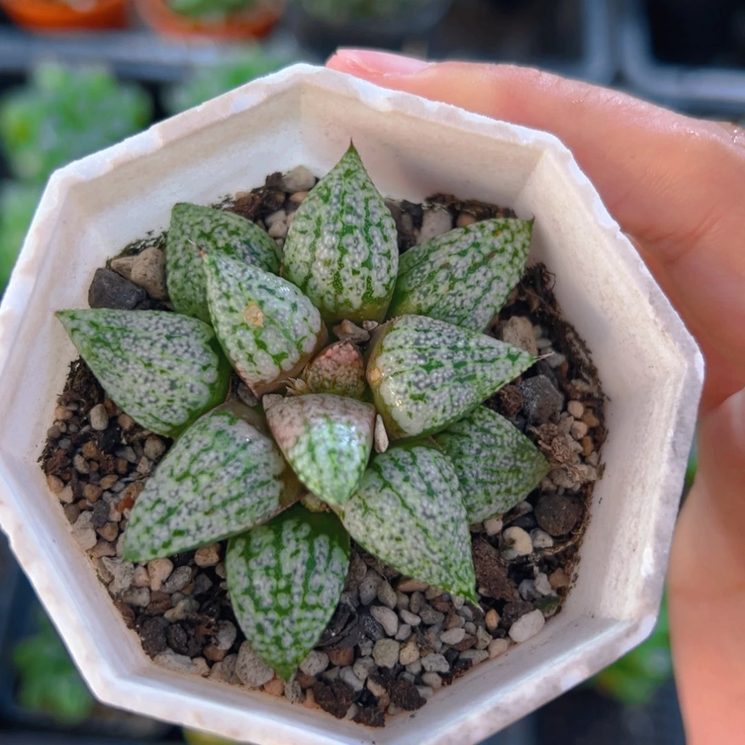 红白银玉露多肉多肉1