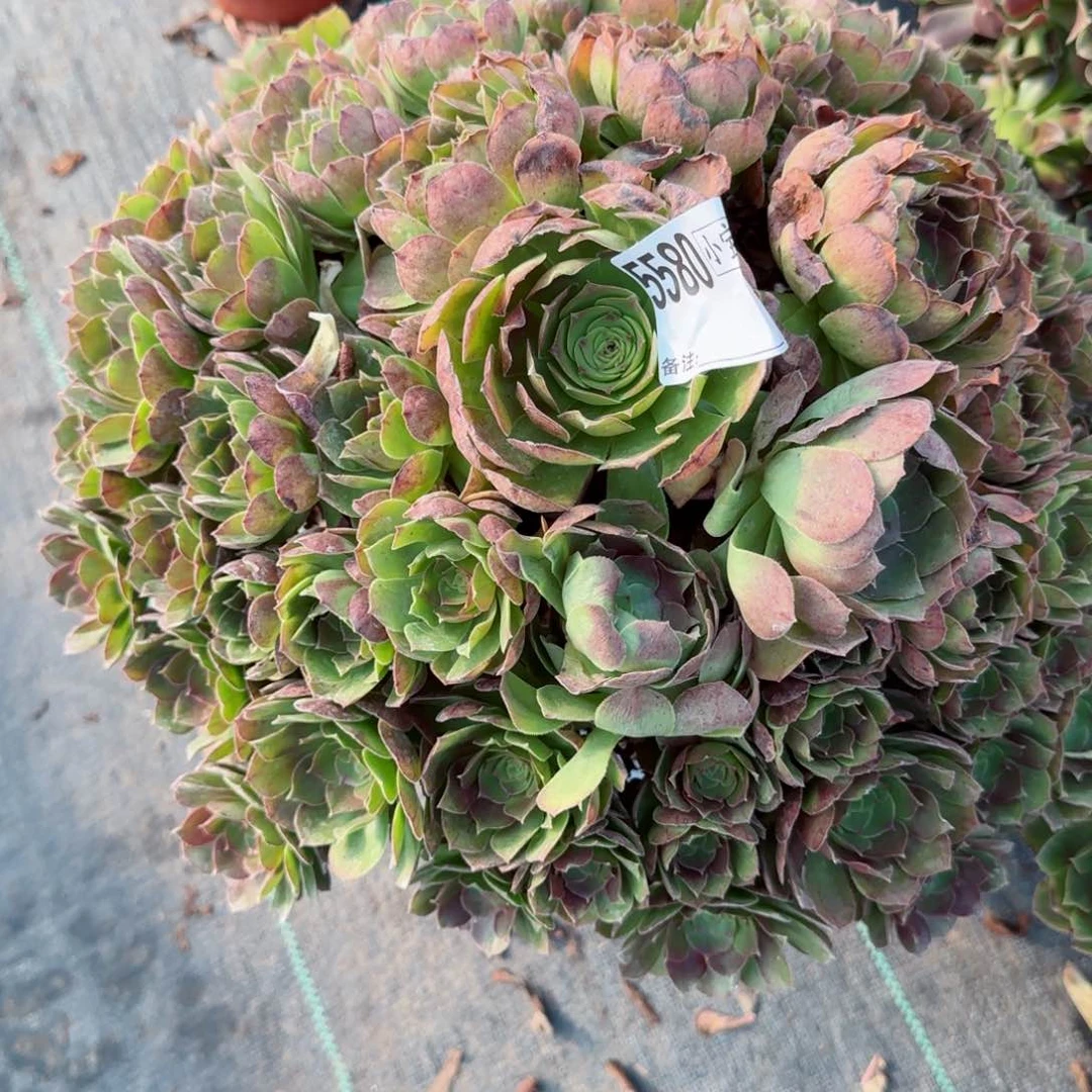 ✨**?5580万圣节多肉多肉有断头