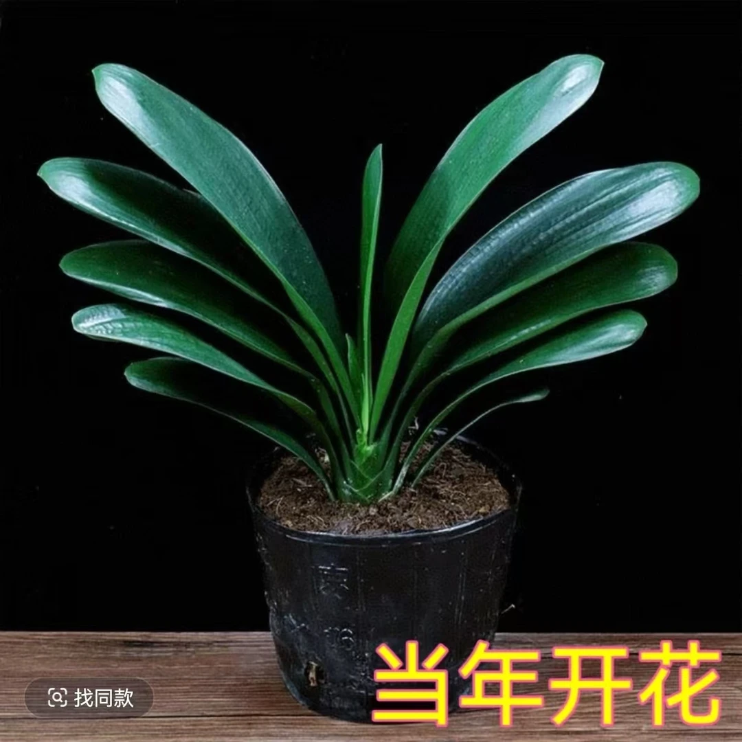 【4-7叶君子兰】基地直发绿植花卉好养活四季常青室内室外阳台盆栽