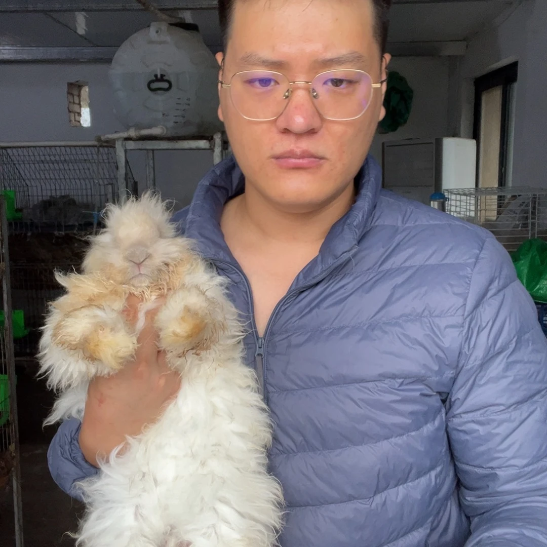 双血统英系安哥拉兔子