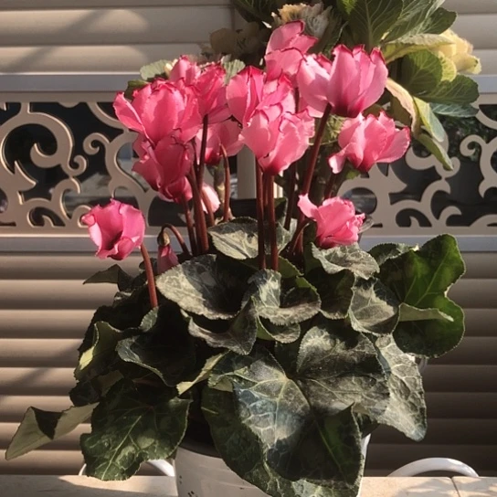 完全开放大盆仙客来