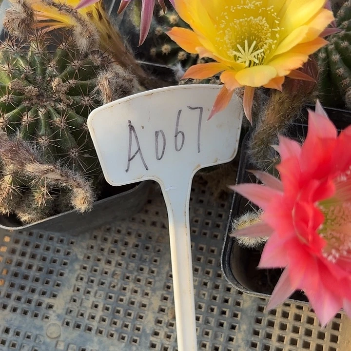 桔*A067,混色彩草5颗