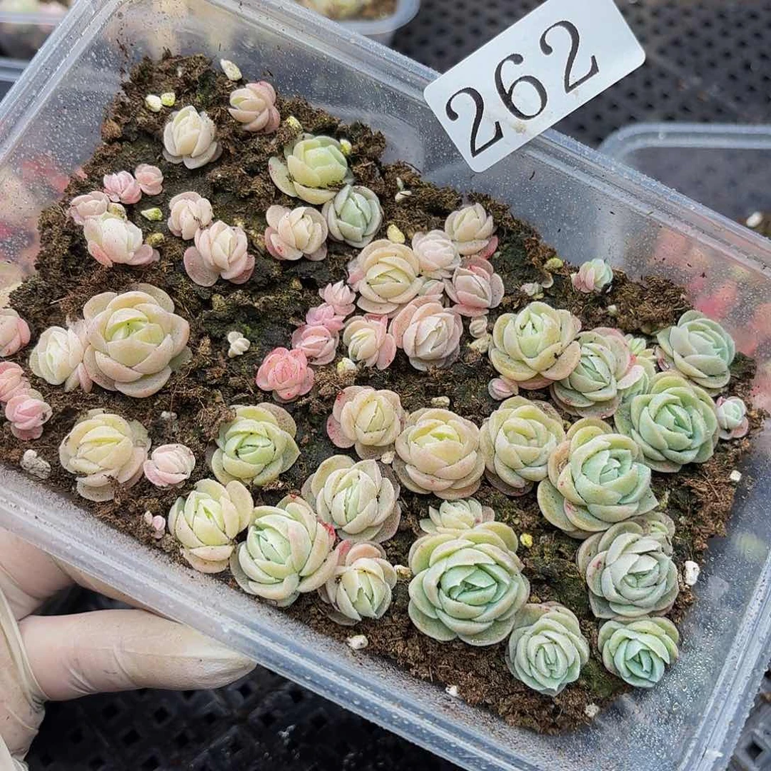 多肉植物多肉植物262