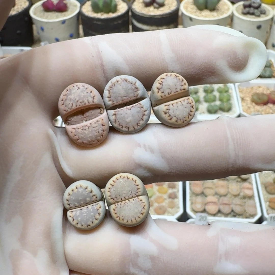 小****0116-29饼干1621.6