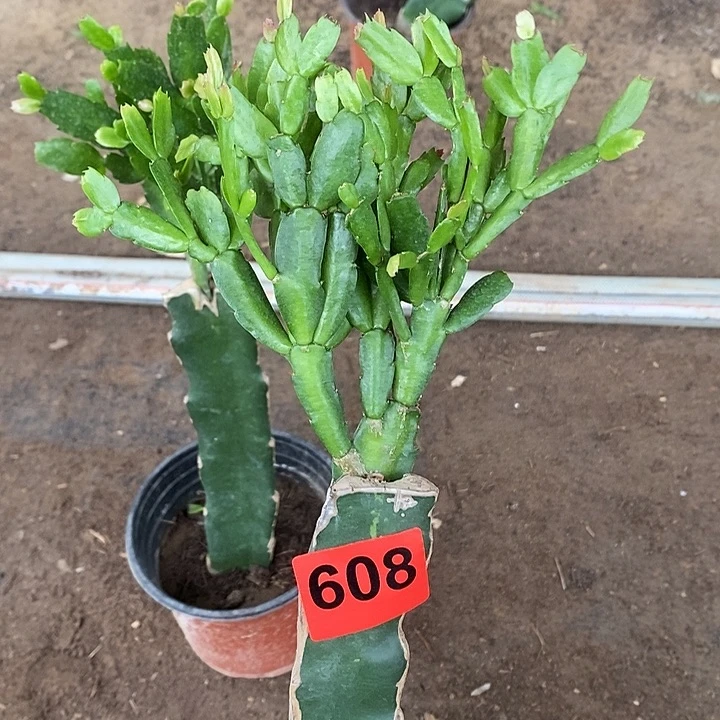 无花朵雅思瑕疵苗608号新疆不包邮