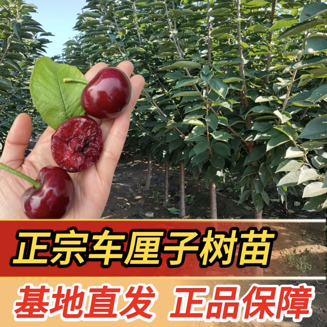 【车厘子大樱桃树苗】三棵组合套餐 适宜南北方种植