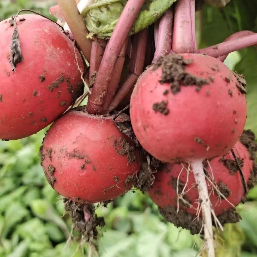 湖北农家种植新鲜红皮白心小红袍圆萝卜可生吃