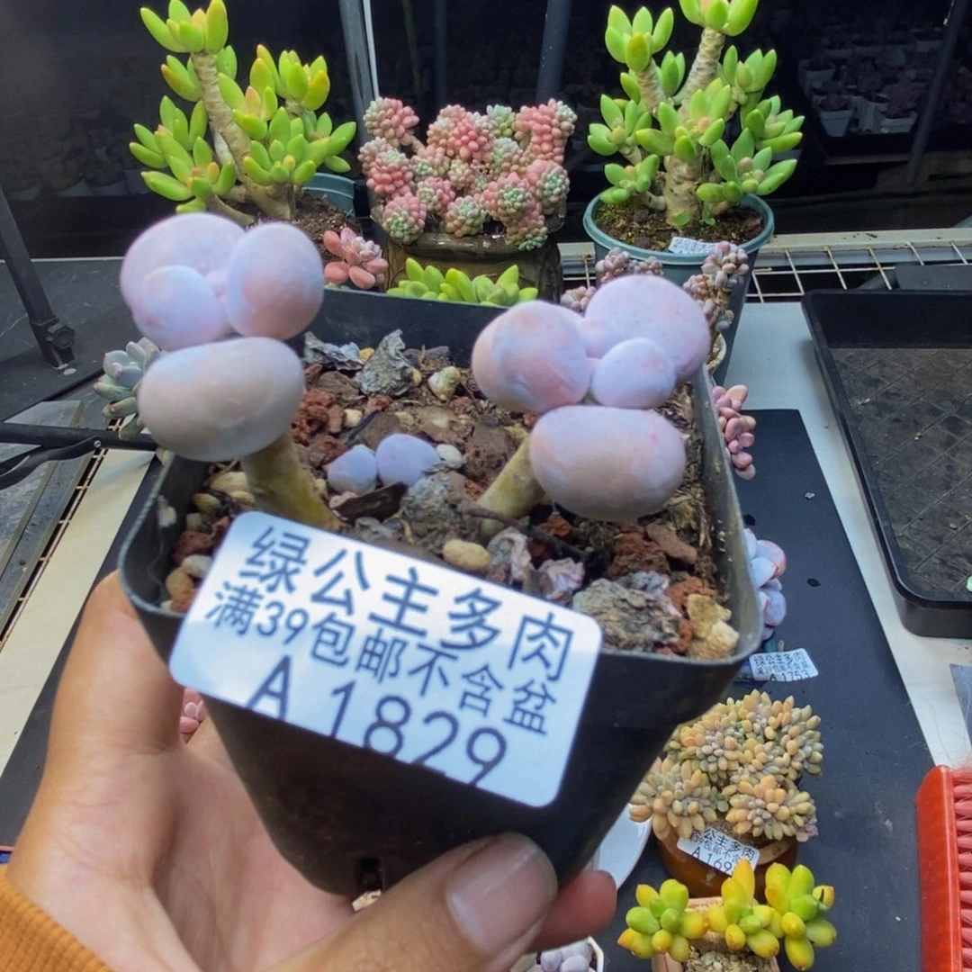 829橙奶多肉肉3c m