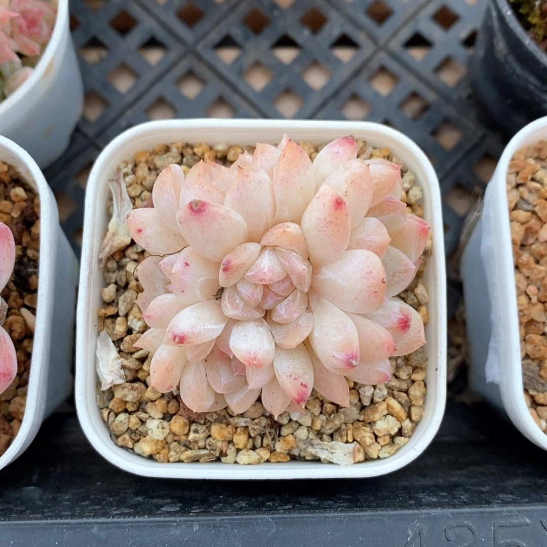 精品多肉一物一拍不包整115