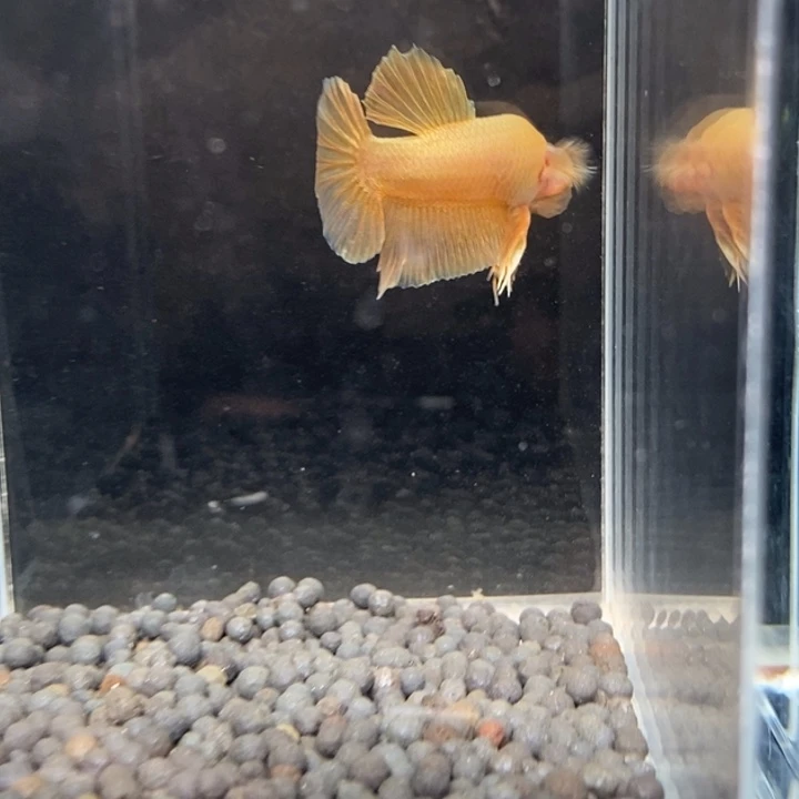 斗鱼泰国斗鱼175号