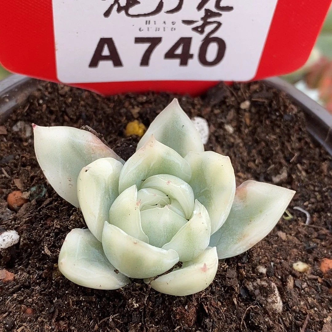 740寒苏哈哈哈哈哈哈哈