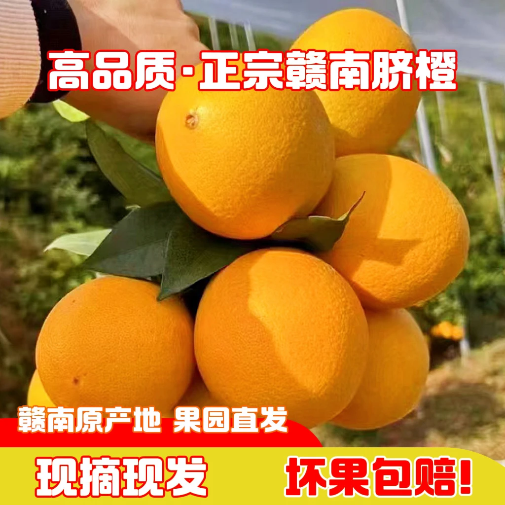 【顺丰包邮】正宗赣南脐橙娜家果园新鲜现摘多汁香甜应季水果甜脐橙
