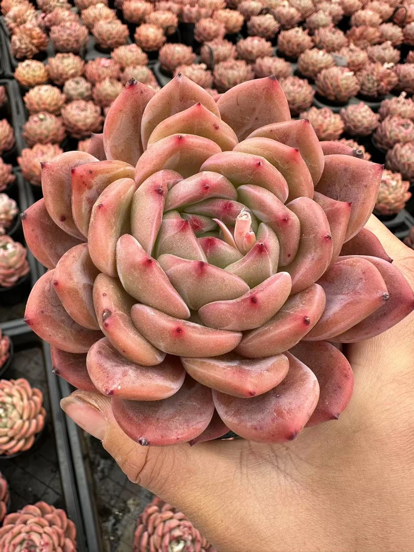 15#经典Q橙多肉植物     前男友精品多肉A026