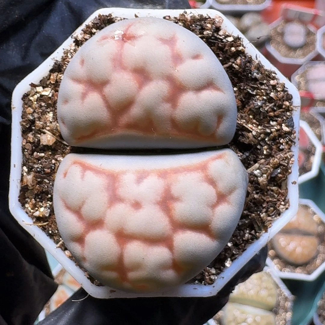 生石花2:：：：：。   69