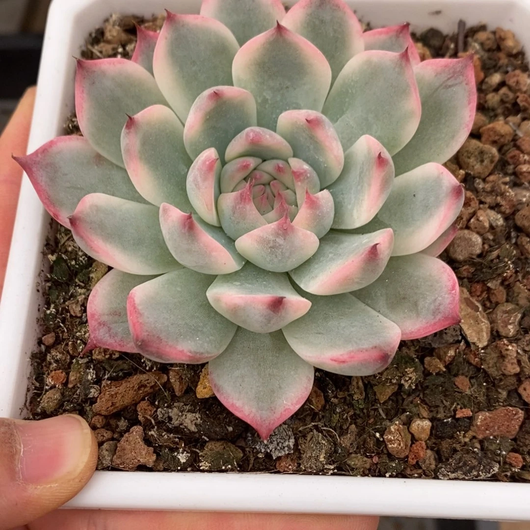 吉娃娃锦多肉植物A045