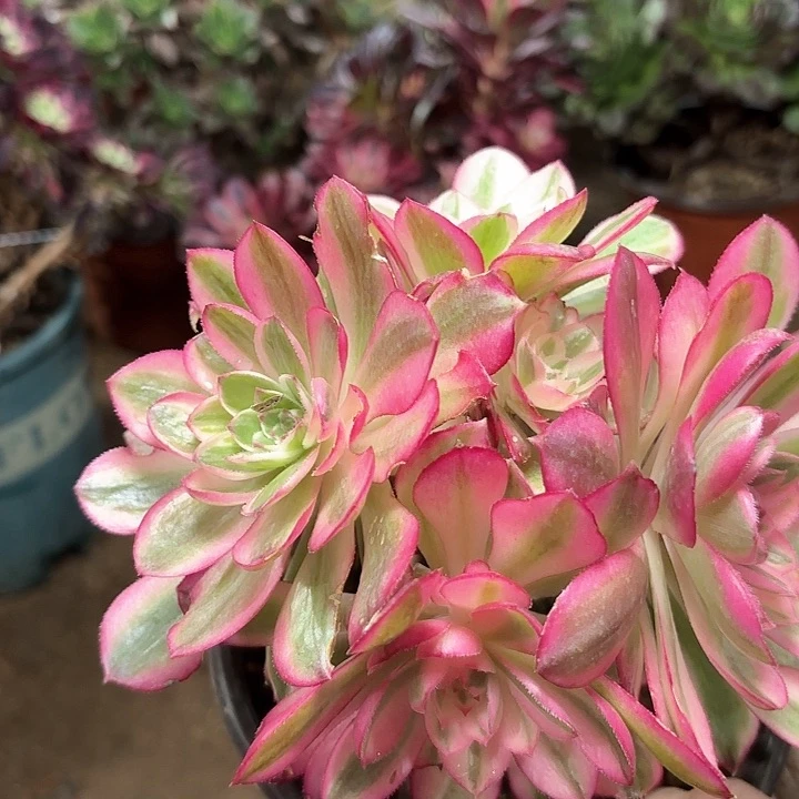 用****6多肉植物法师倾城61