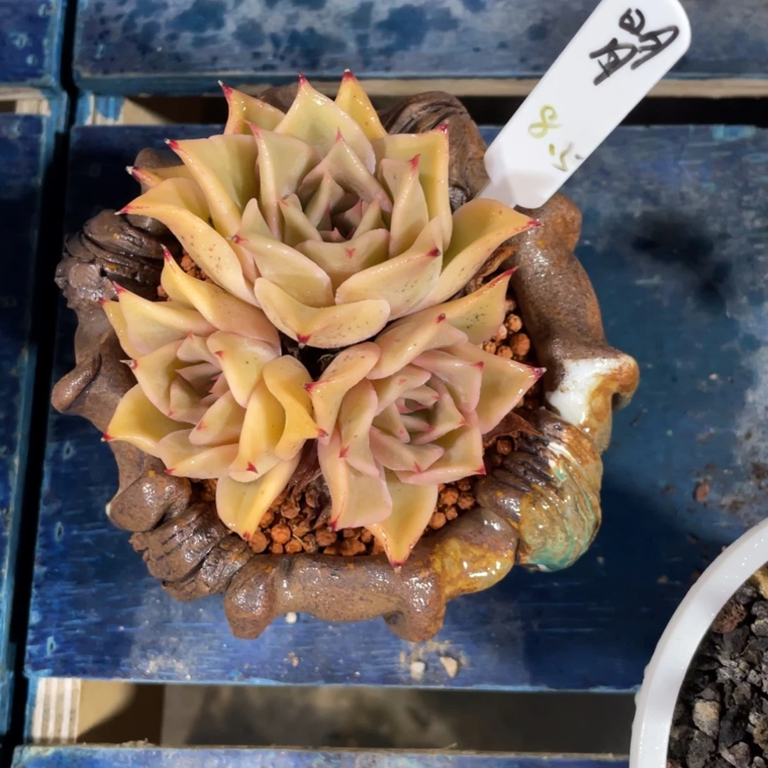 被***璐一物一拍中通快递