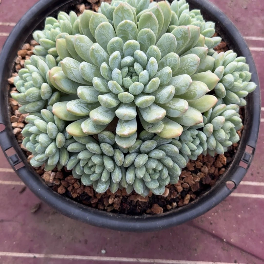 百达翡翠多肉植物