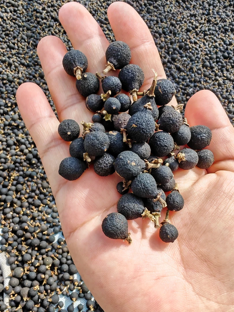 [2025年剪枝原枝小柑胎] 带蒂 甘凉 火柴头大 新会小冈能叔柑园