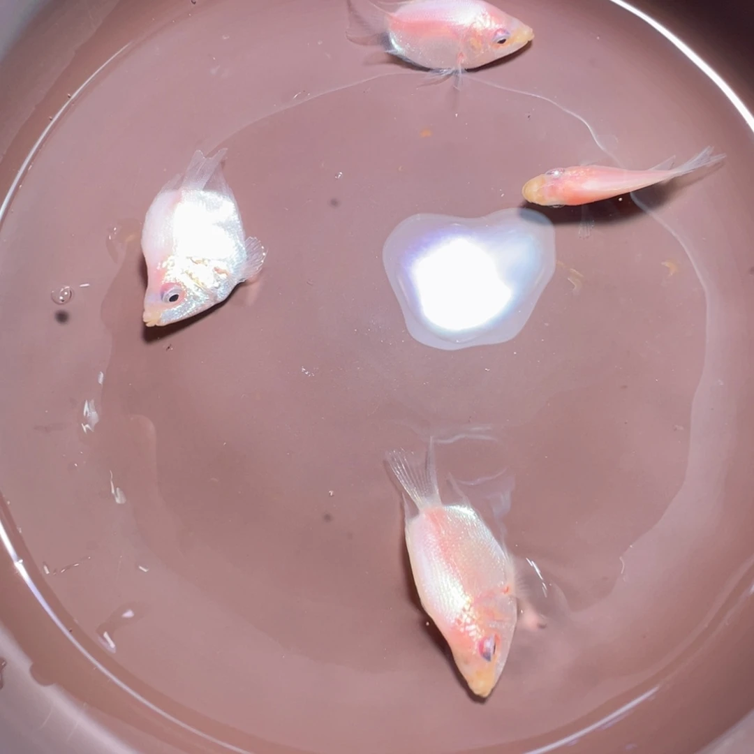 虎皮鱼接吻鱼4条装